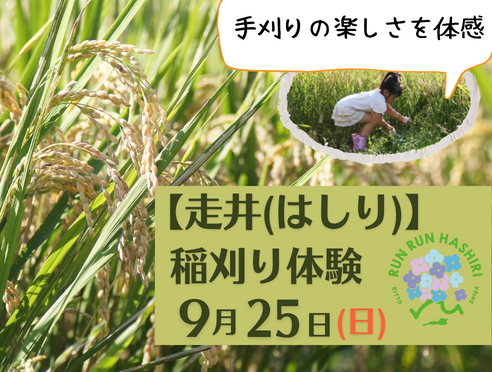 【走井（はしり）稲刈り体験】9月25日(日)開催！！