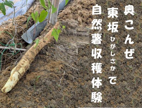 奥こんぜで「自然薯収穫体験」