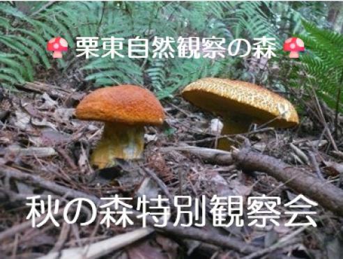 栗東自然観察の森だより　秋の森特別観察会のご案内